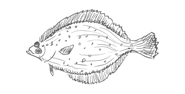 drawing of a Flounder