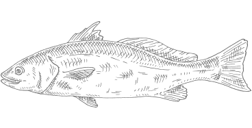 drawing of a Redfish