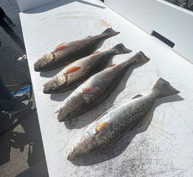 It's always a good day when you've got fish on the table back at the dock! Isn't it time for you to reel in a few with us? 🐟

𝗕𝗼𝗼𝗸 𝗬𝗼𝘂𝗿 𝗧𝗿𝗶𝗽: Link In Bio 🤙